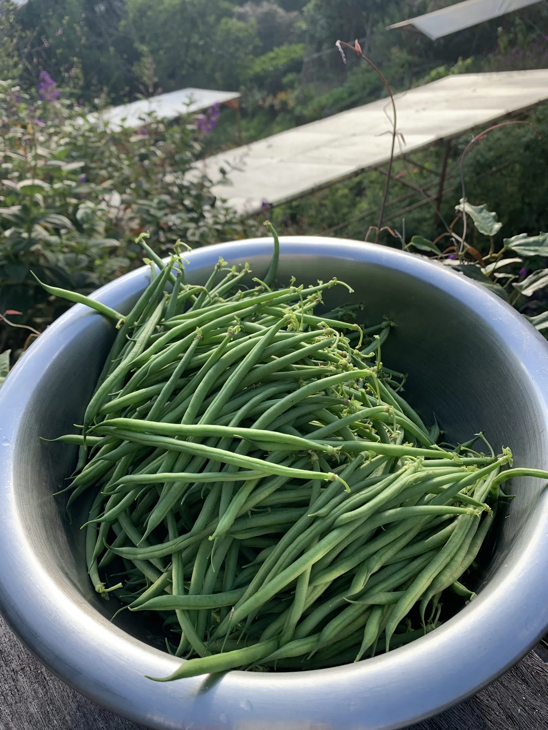 The day’s harvest, in front of the garden terraces