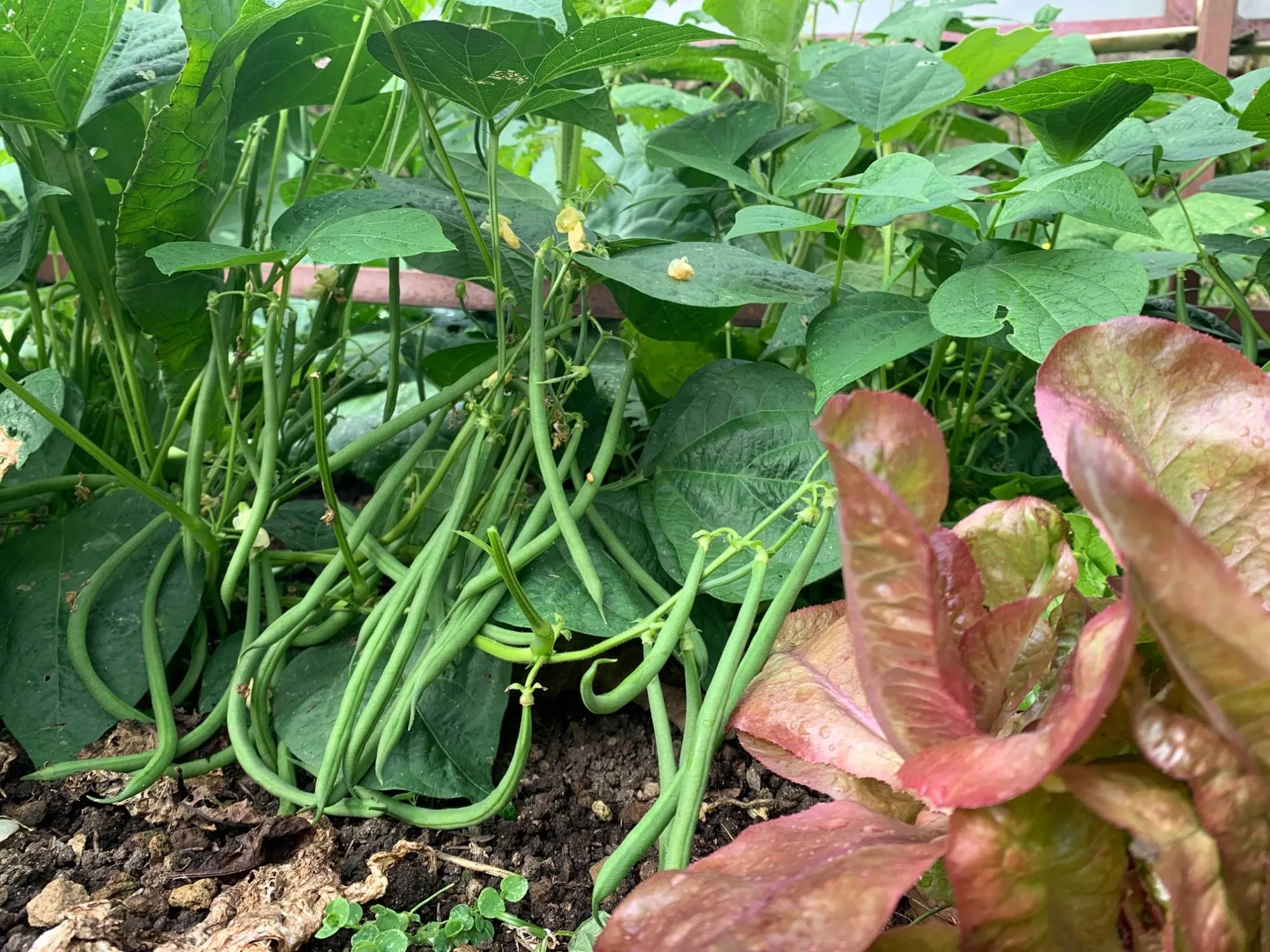 Green beans ready to pick beside red lettuces in a garden bed at Wild on the Farm