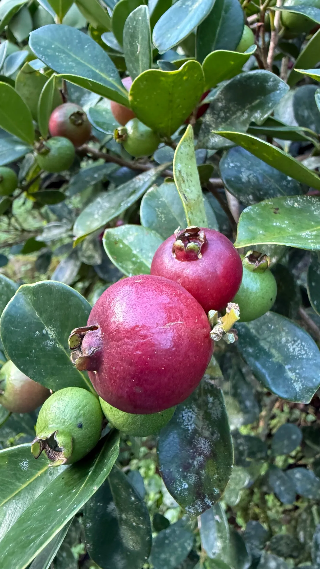A ripe guayabita on the tree