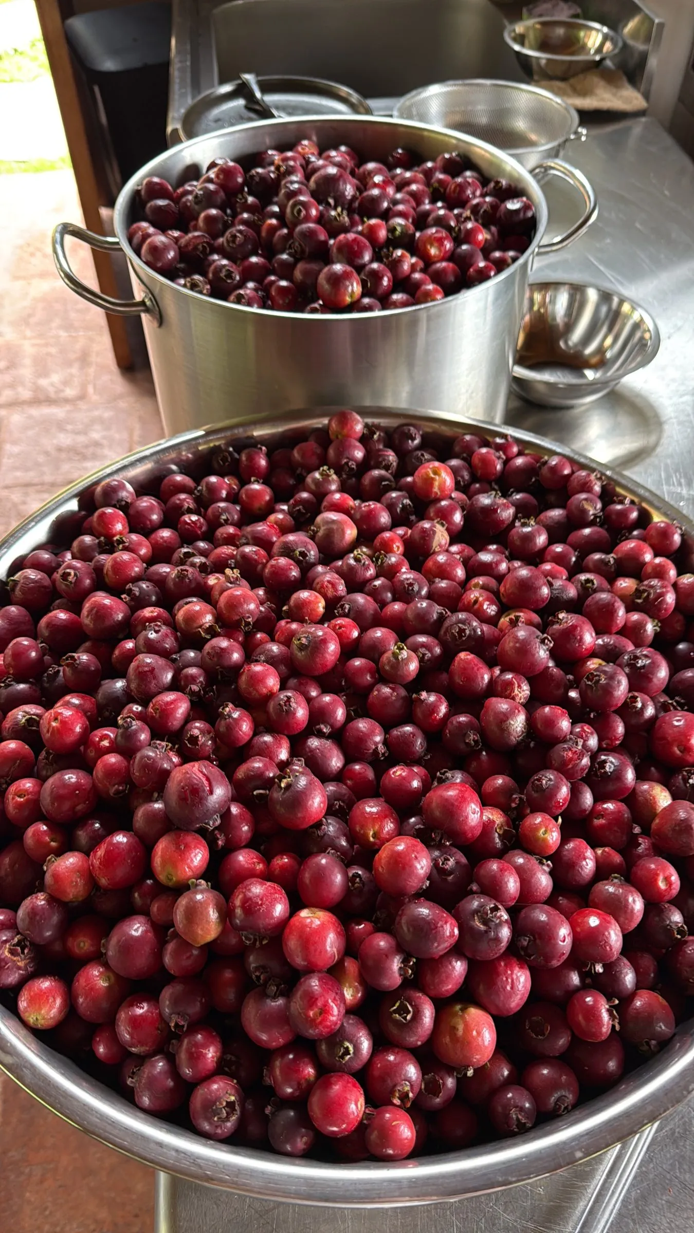 The guayabita harvest in the kitchen