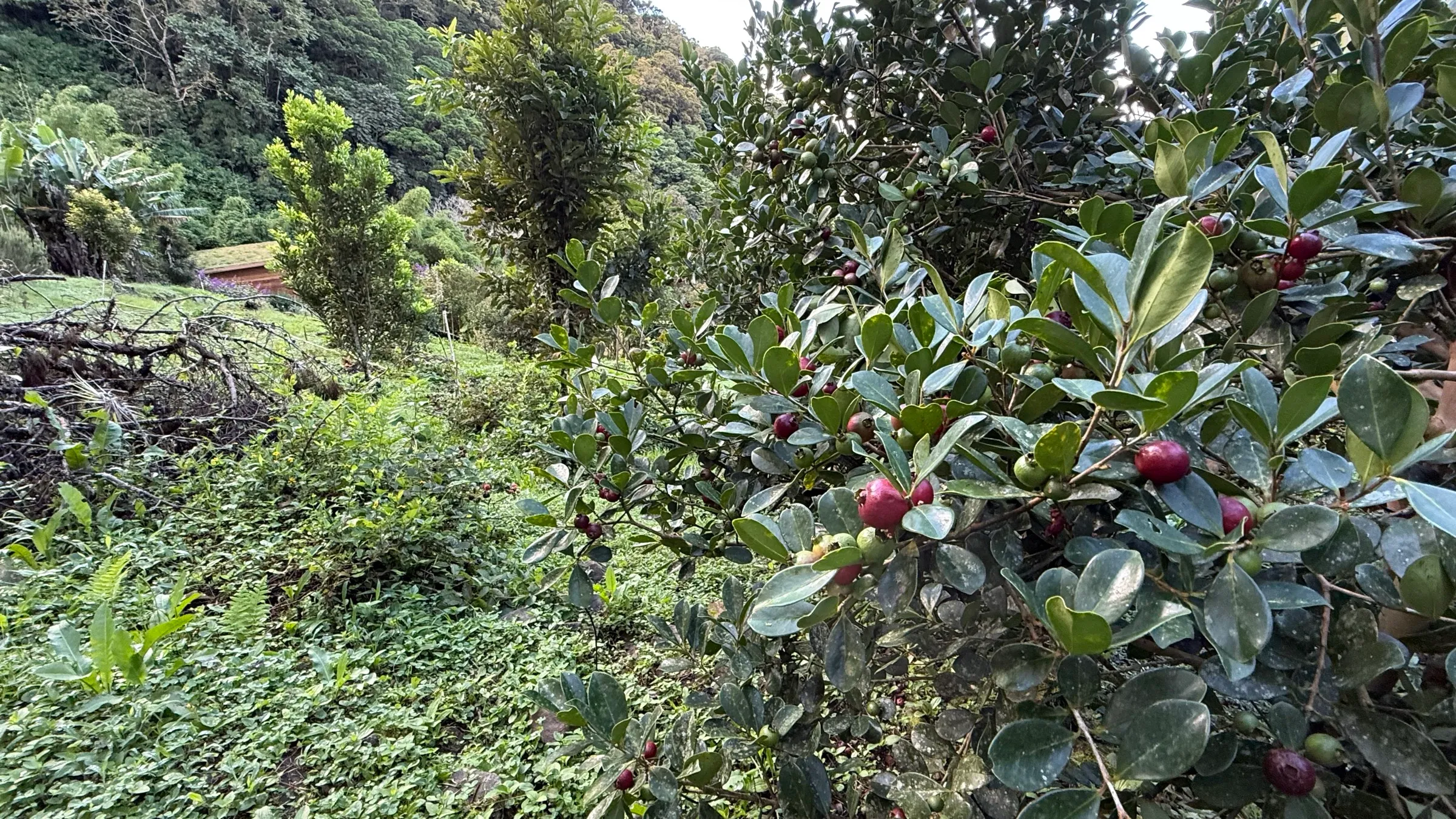 A guayabita tree laden with red fruit on the slopes of Wild on the Farm