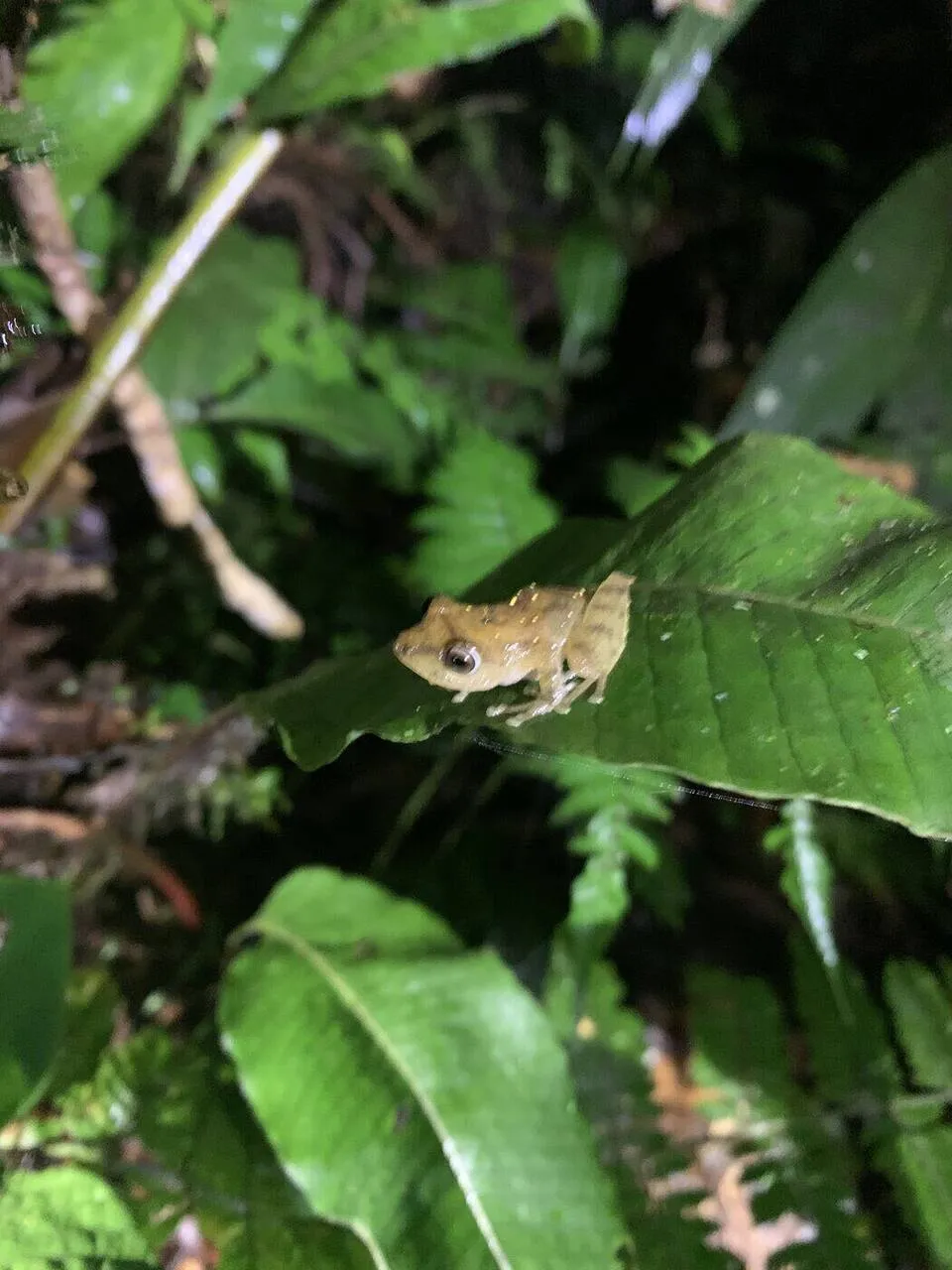 A highland tree frog perched on a fern leaf at night