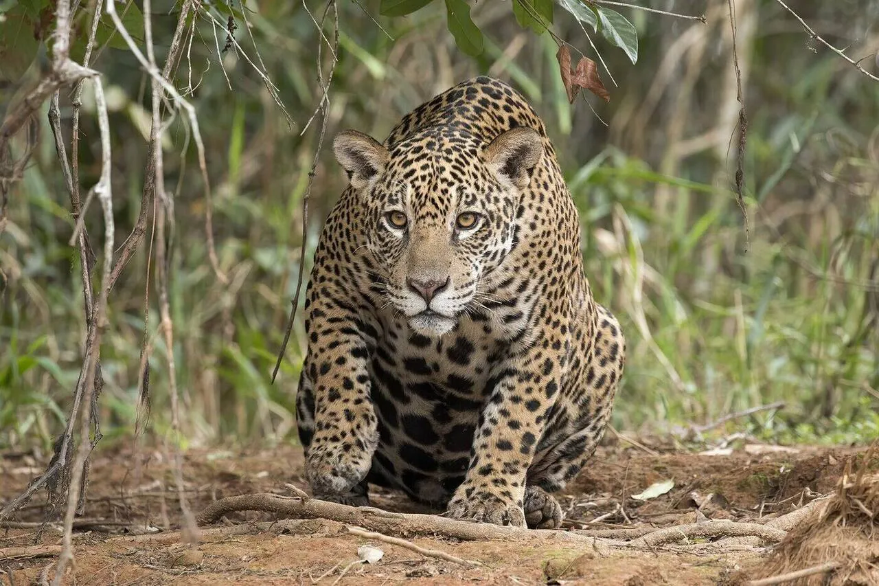 A female jaguar photographed near the farm