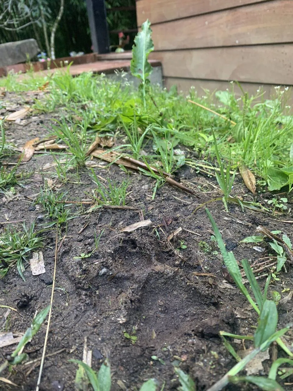 Jaguar paw print in soft ground behind Cabin One