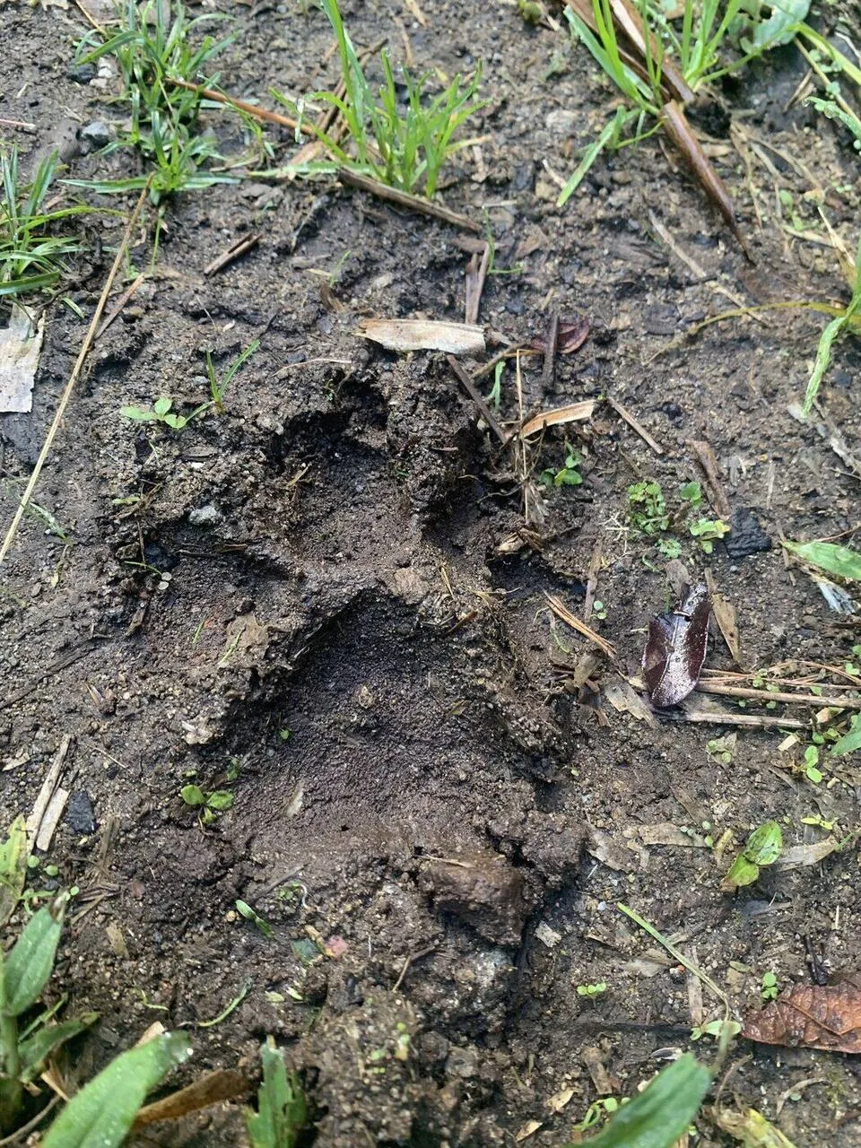 A second jaguar paw print behind Cabin One
