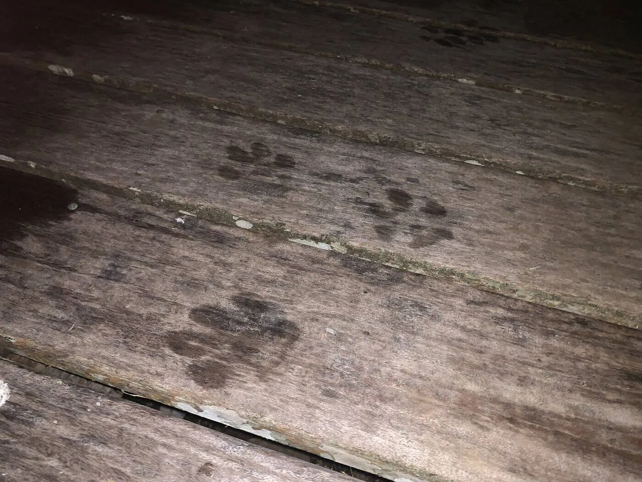 Jaguar paw print on the terrace decking