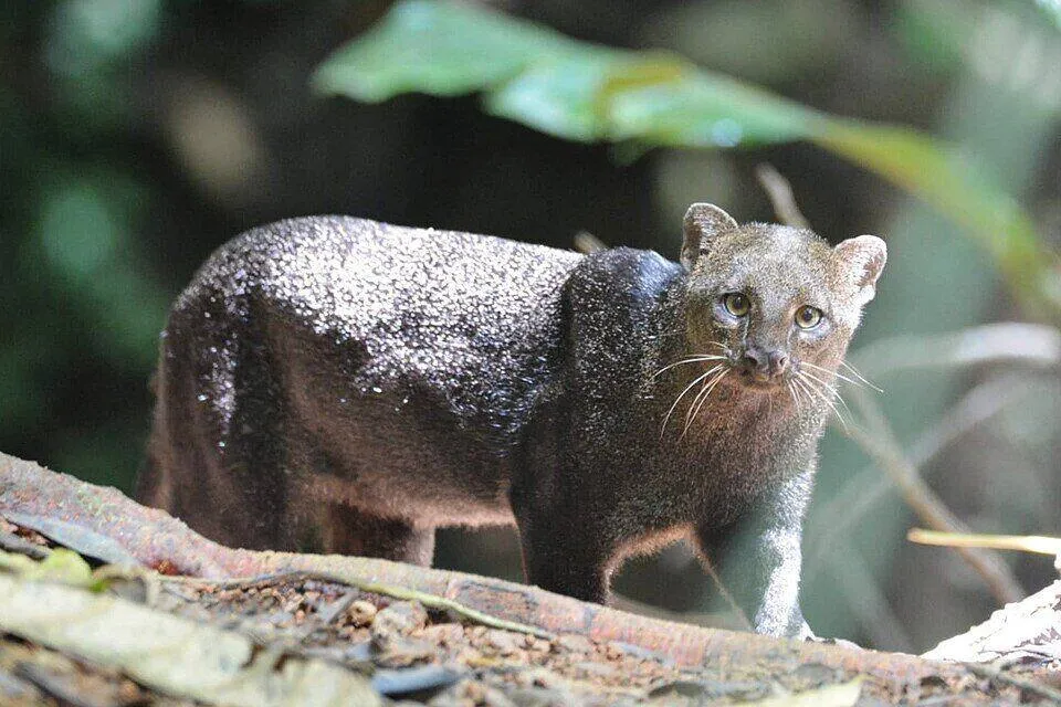 A jaguarundi, an unusually shaped small wild cat