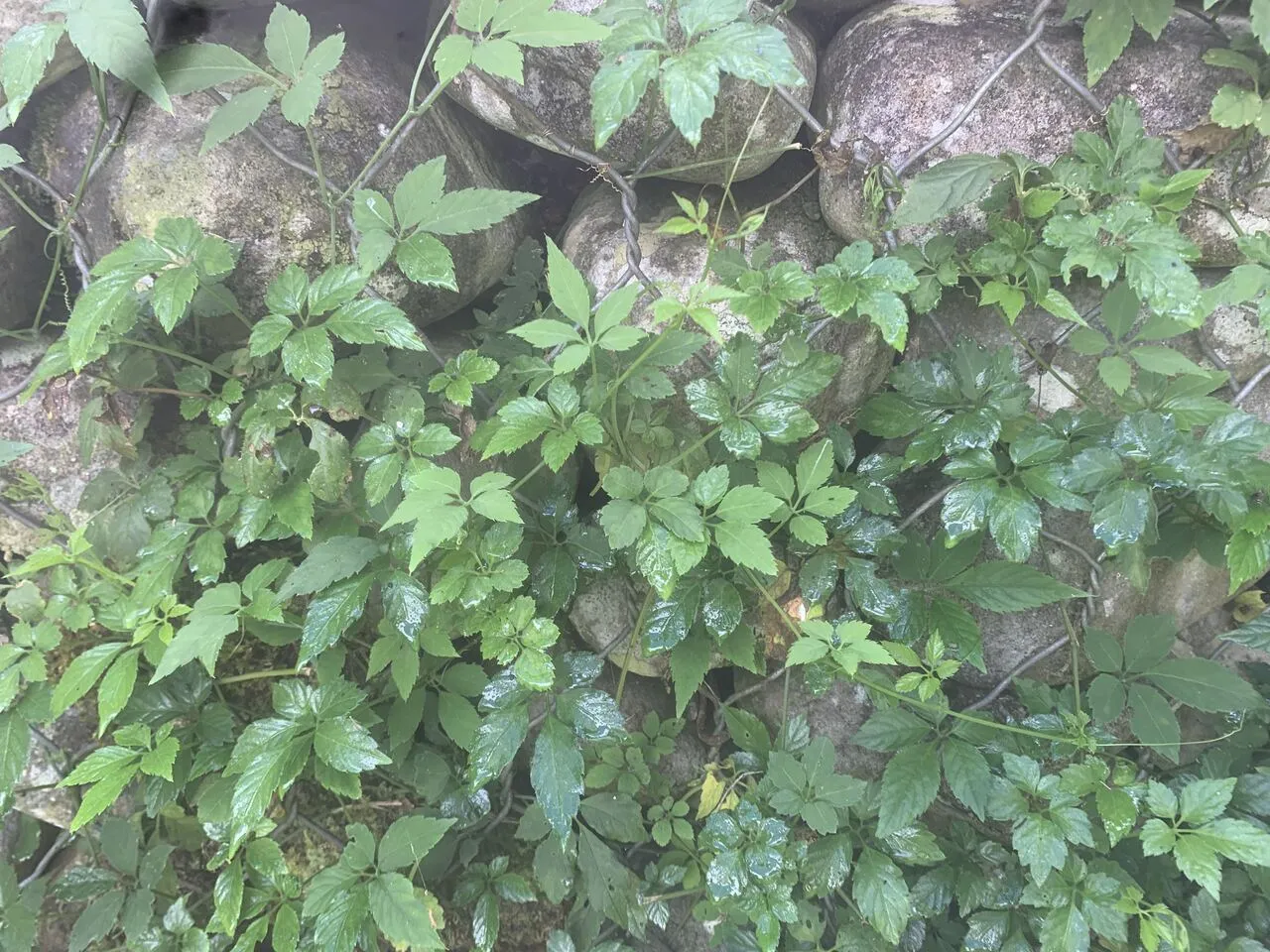 Jiaogulan vine climbing over a stone wall on the farm