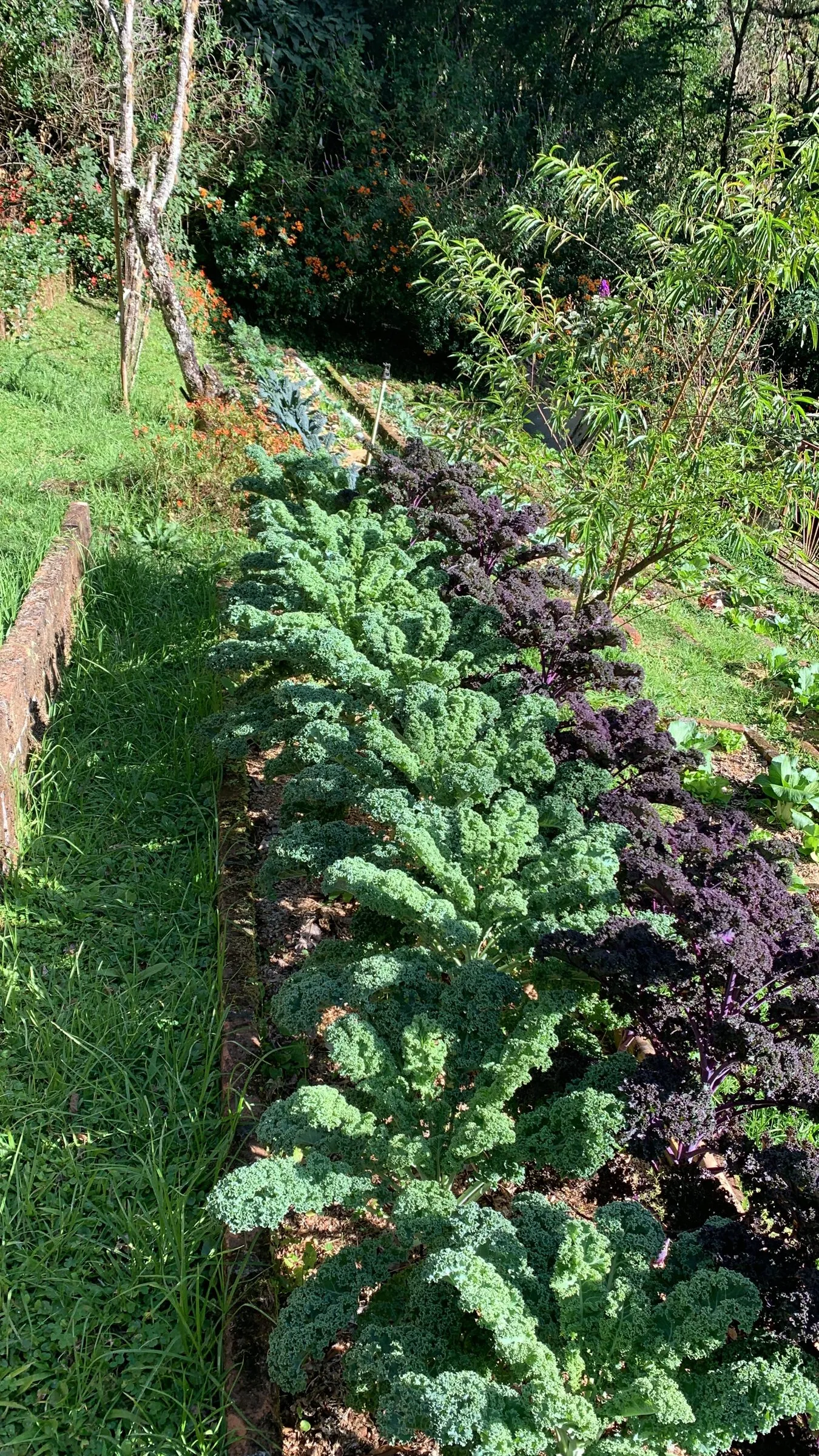 Two rows of curly kale, green and purple, in a garden bed