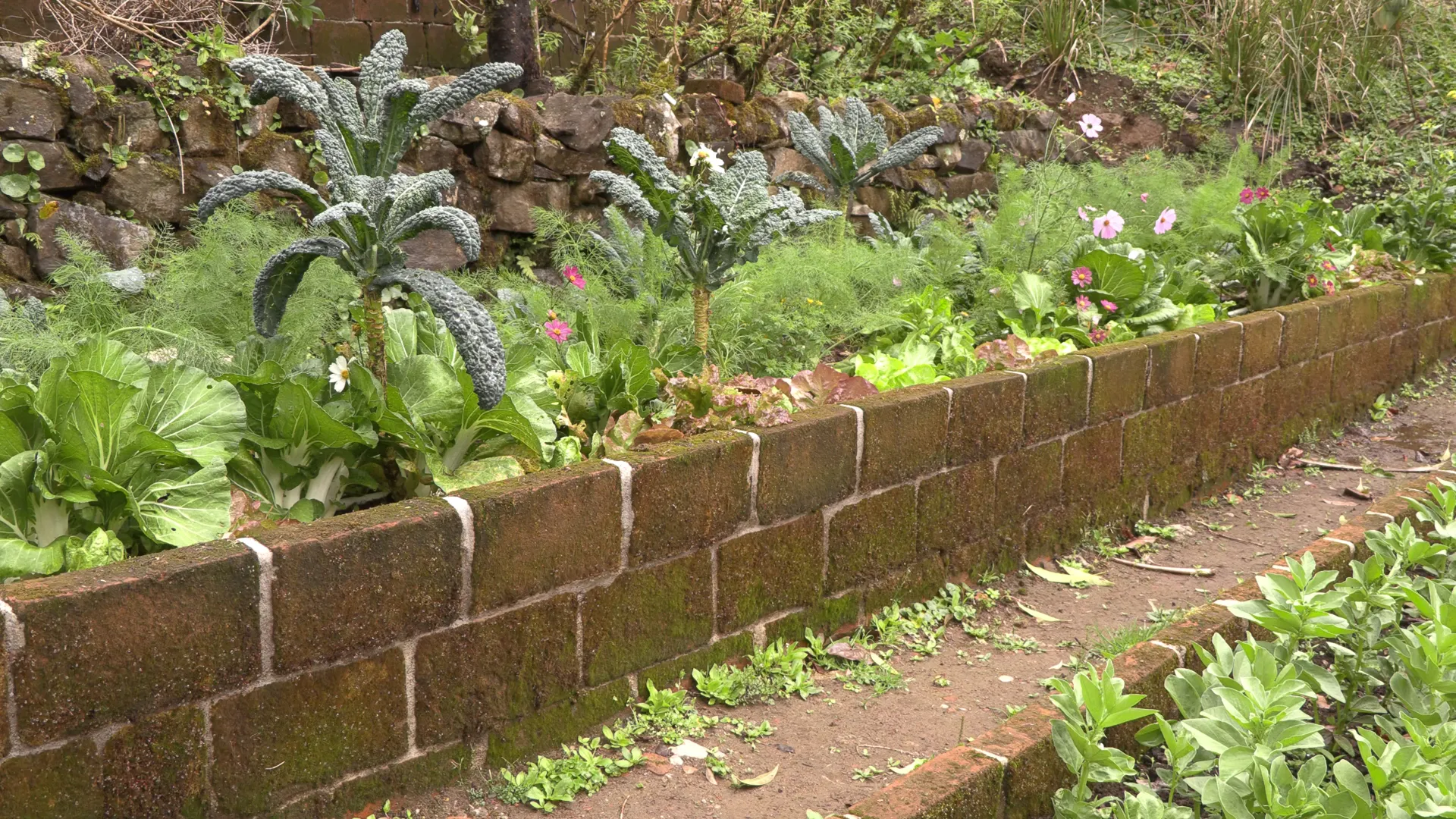 A bed of kale surrounded by bok choy, lettuces, and flowers in the terraced garden at Wild on the Farm