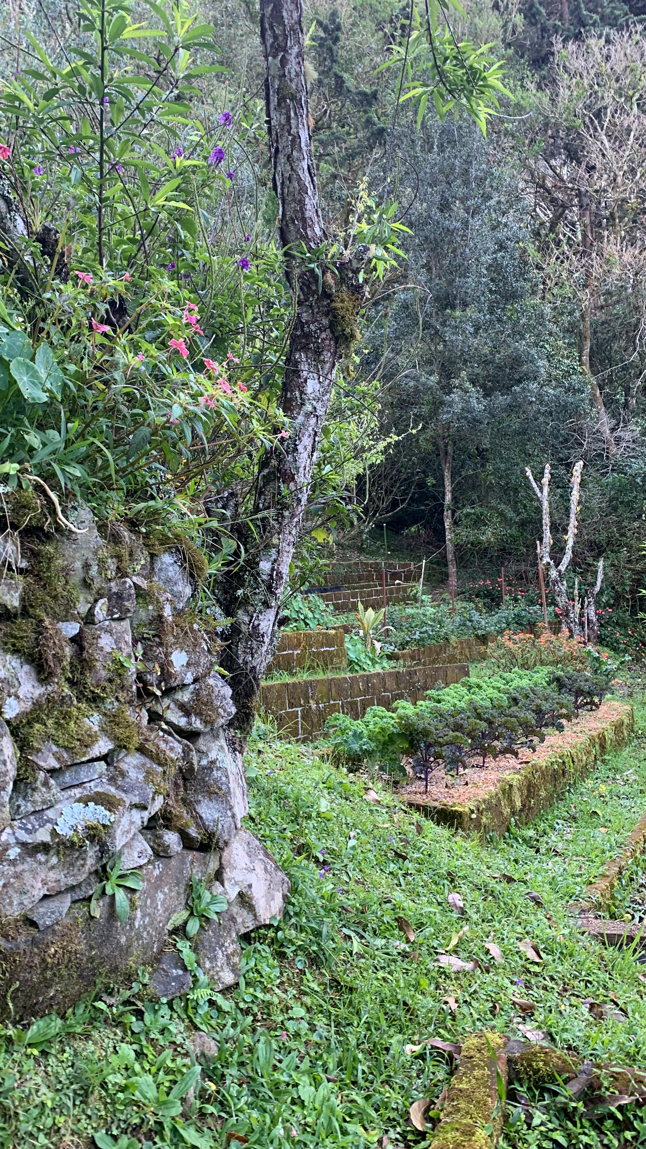 Terraced beds of kale at the foot of the cloud forest at Wild on the Farm