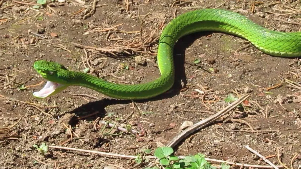 La Lora, the side-striped palm-pitviper, photographed on the property