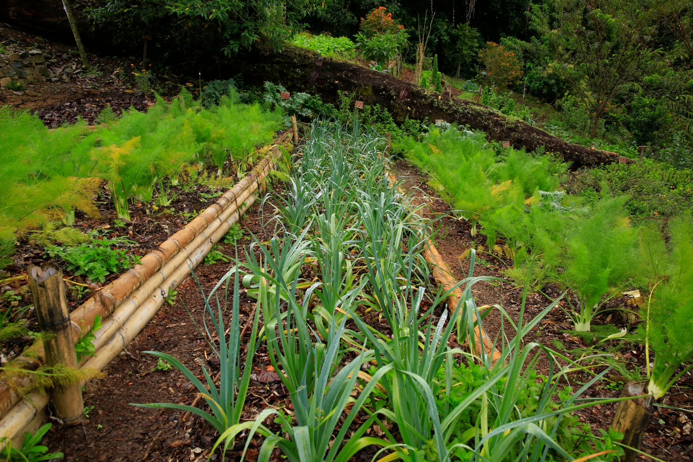 Rows of leeks between beds of fennel at Wild on the Farm