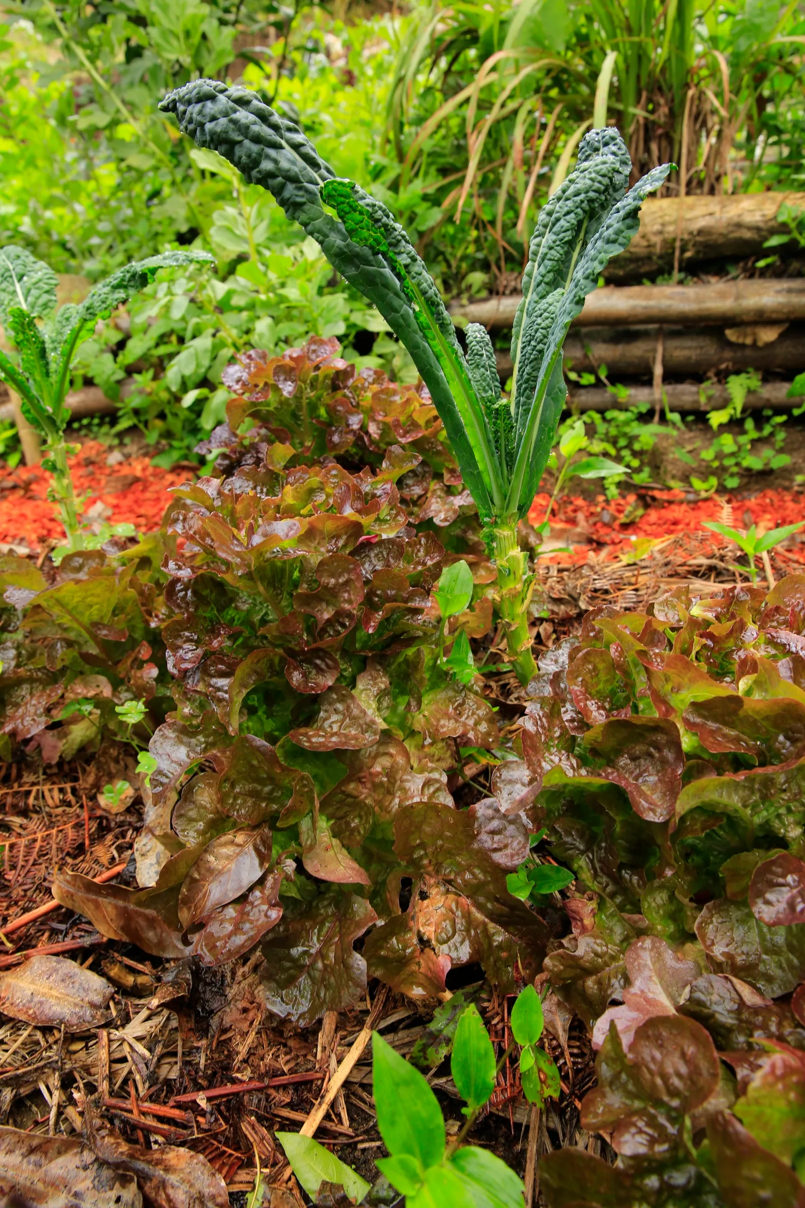 Red-leaf lettuce growing beside Tuscan kale in the garden