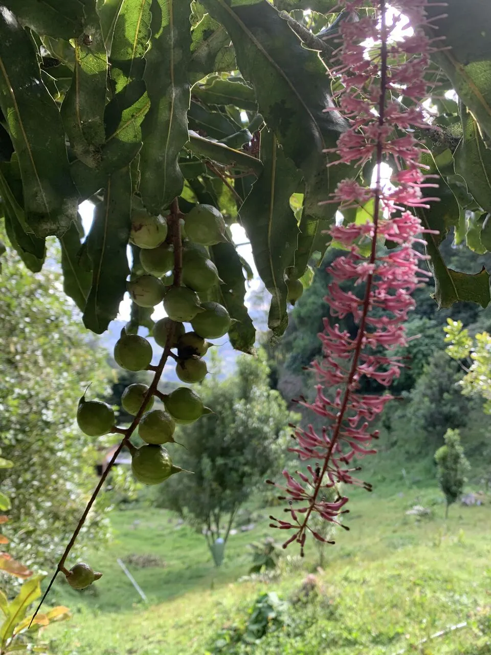 Close-up of macadamia nuts