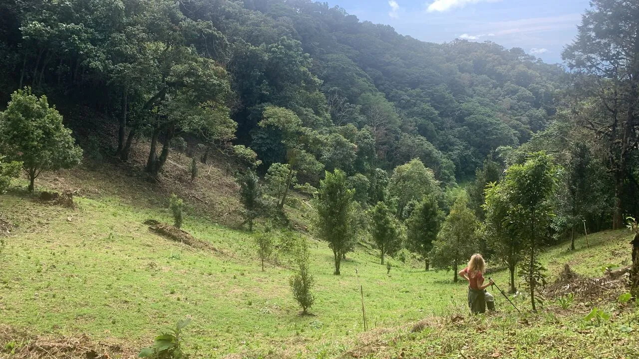 The macadamia orchard on the hillside