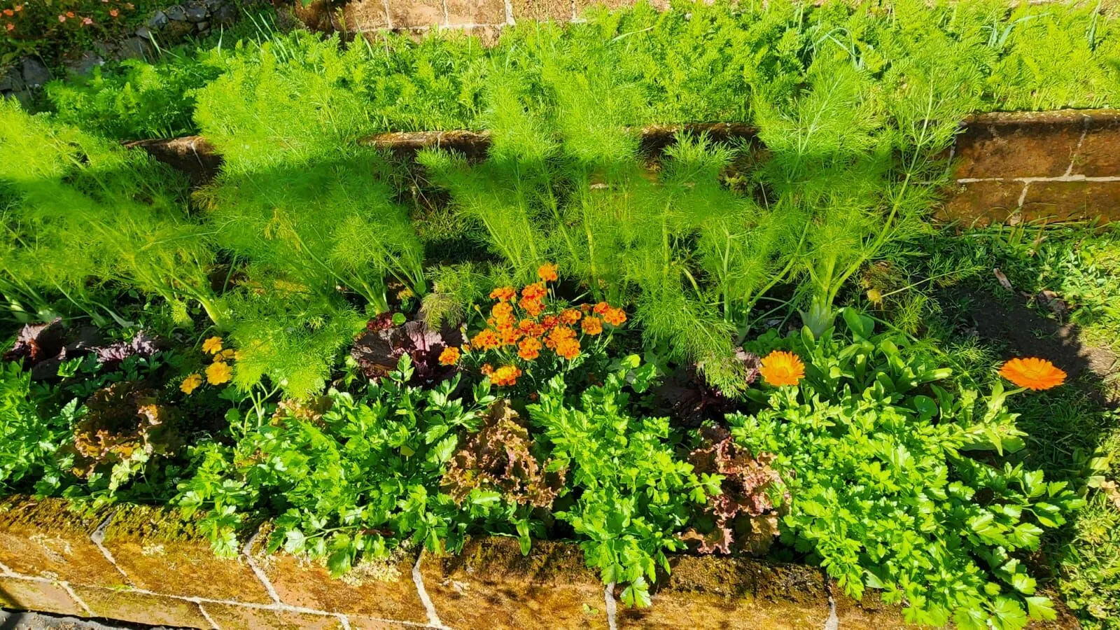 Permaculture terraces beneath the macadamia trees