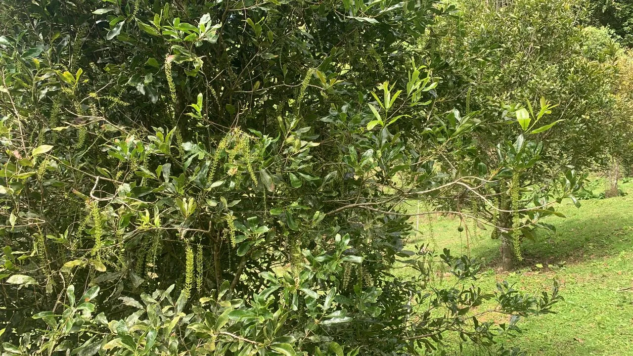 Macadamia trees with nut clusters on the farm