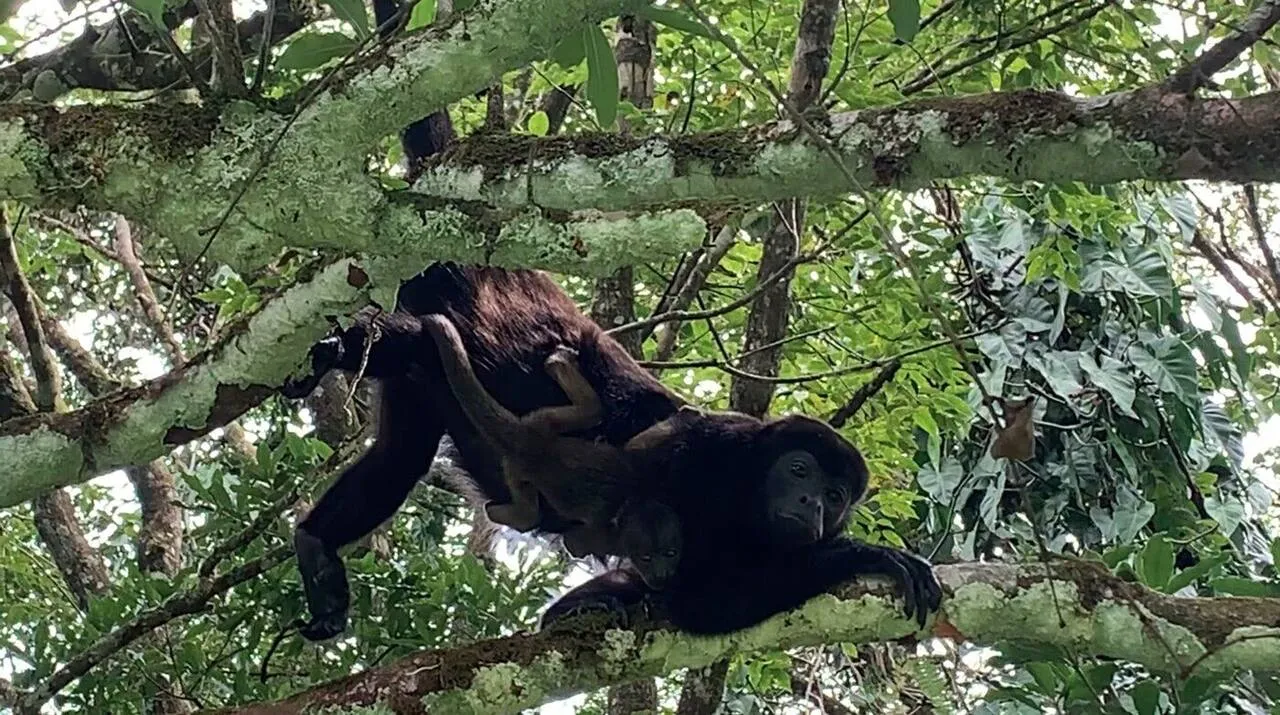 A mantled howler monkey spotted along the trail