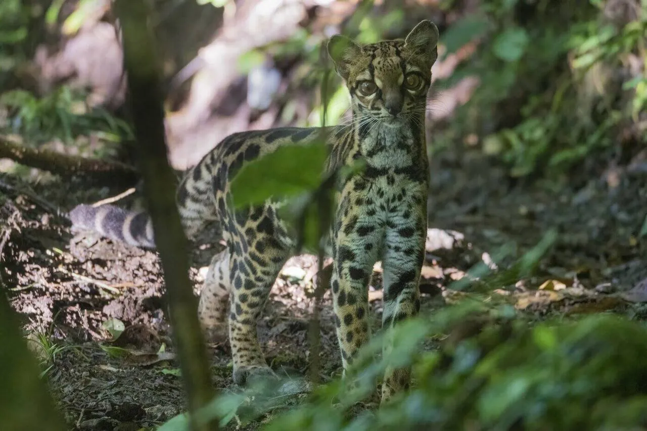 A margay, one of the most acrobatic small wild cats