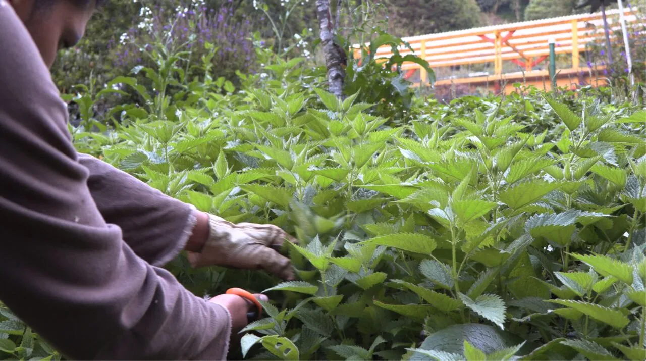 Nettle harvested by hand at Wild on the Farm