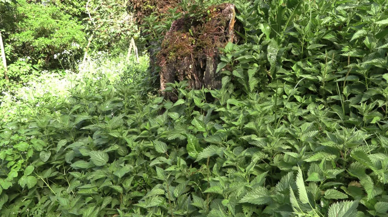 Nettle in a harvest crate