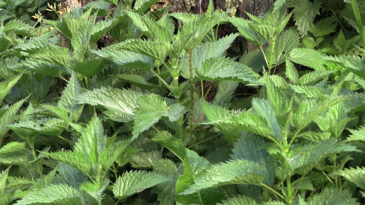 Nettle laid out to dry