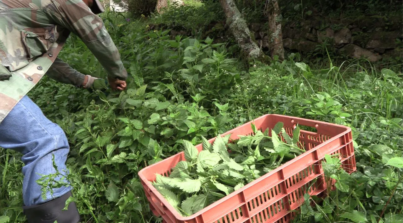 Nettle on the drying rack