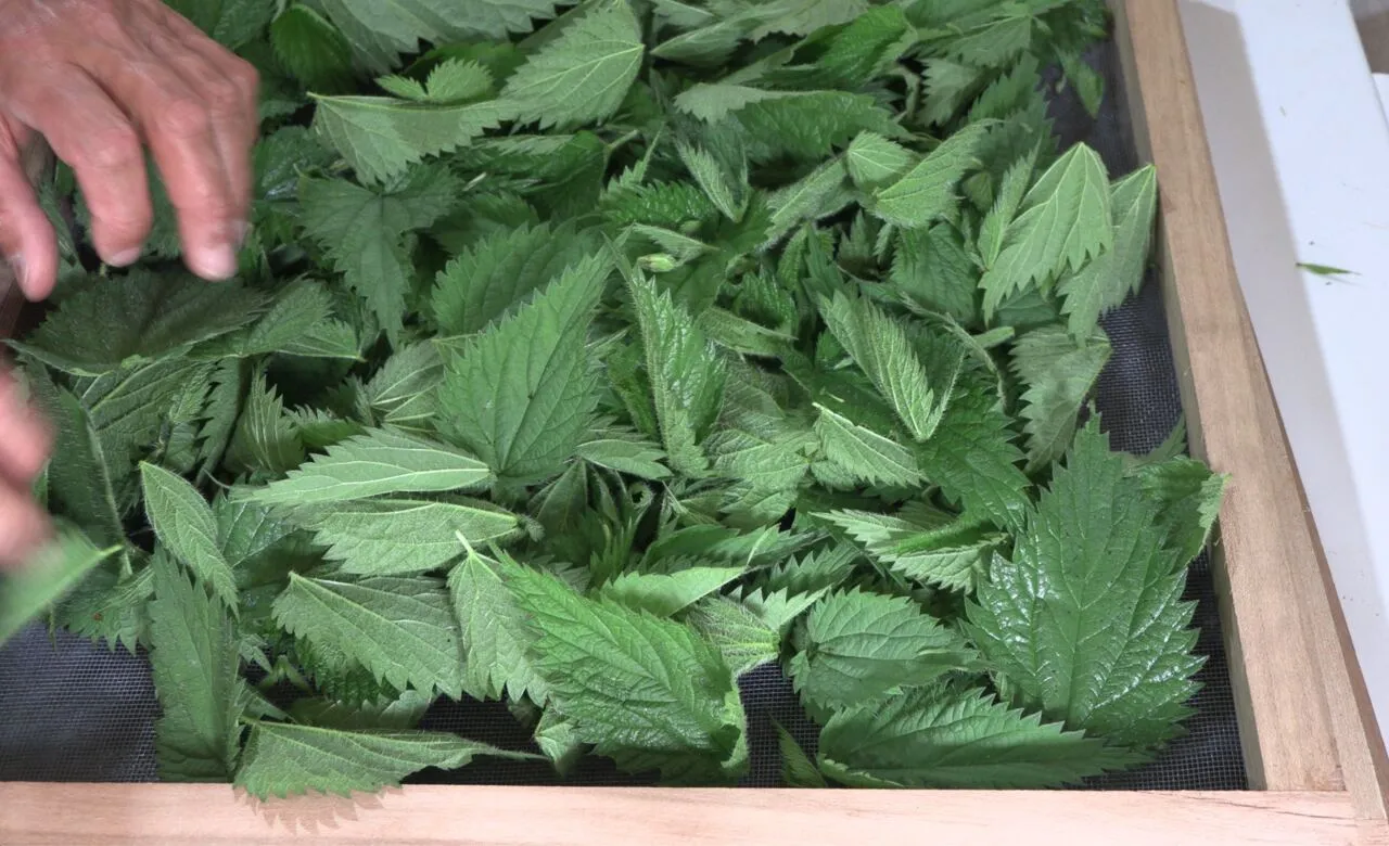 Drying nettle leaves