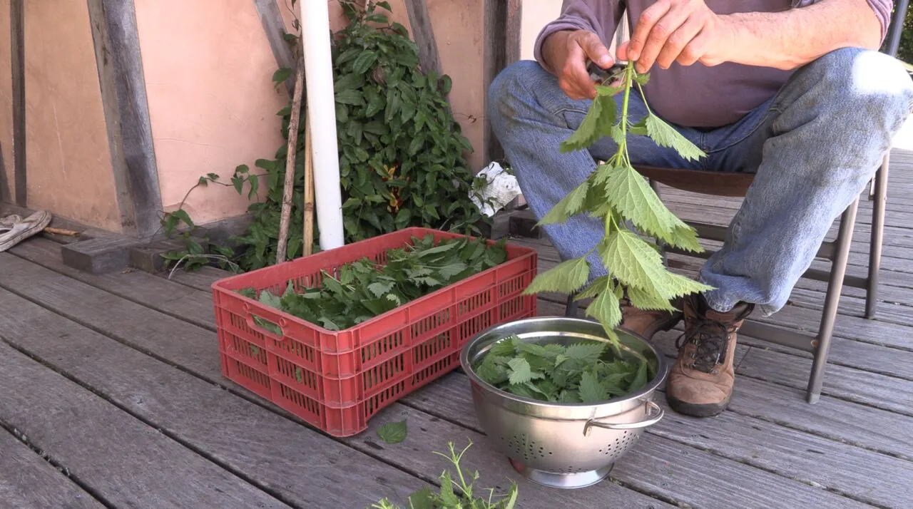Dried nettle ready for tea
