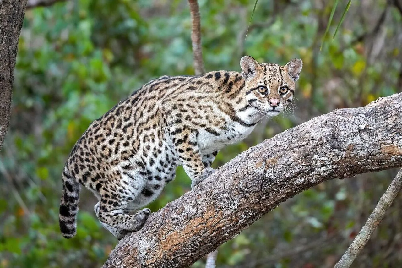 An ocelot showing its rosette-patterned coat