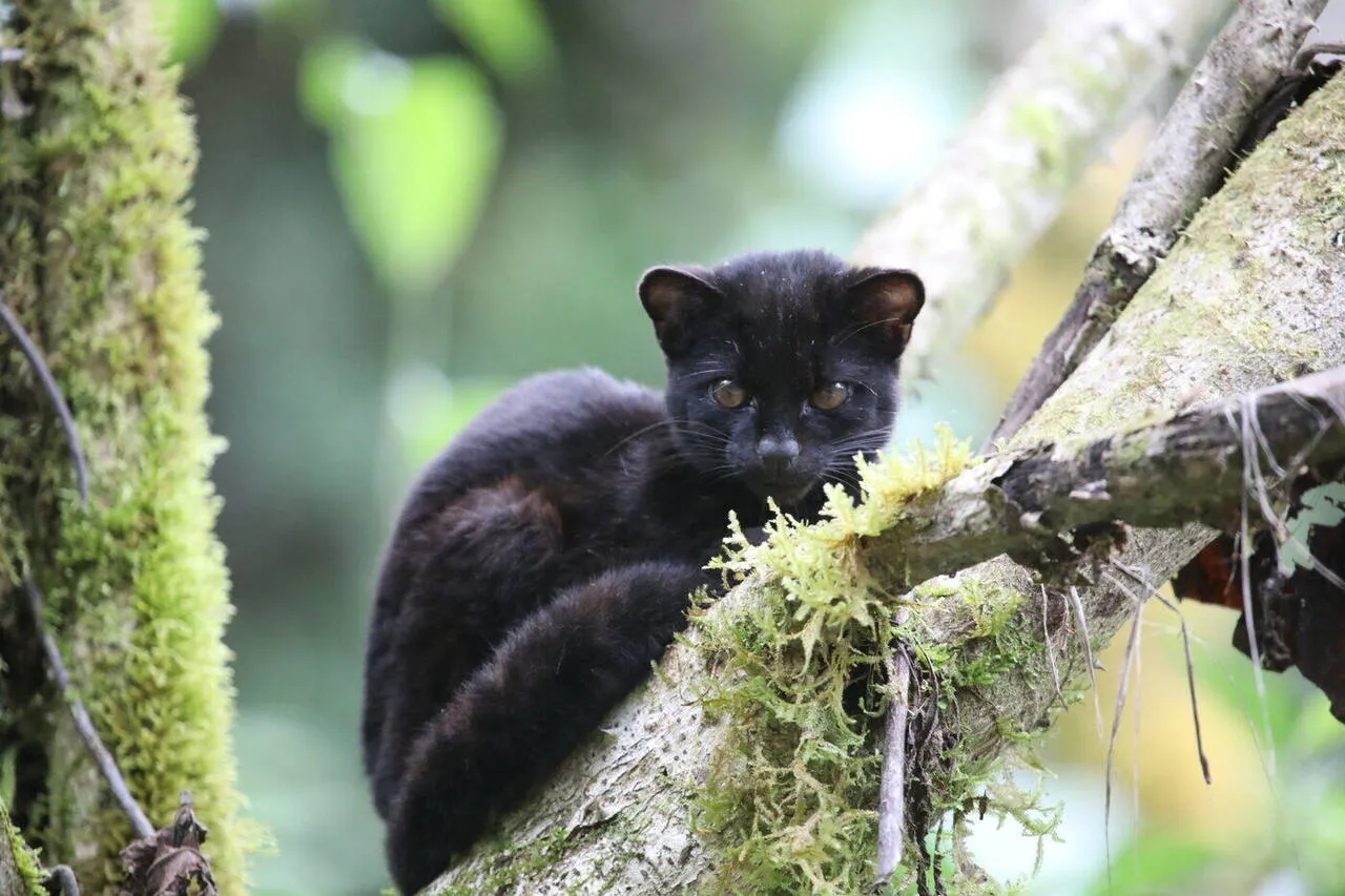 A melanistic (black) oncilla