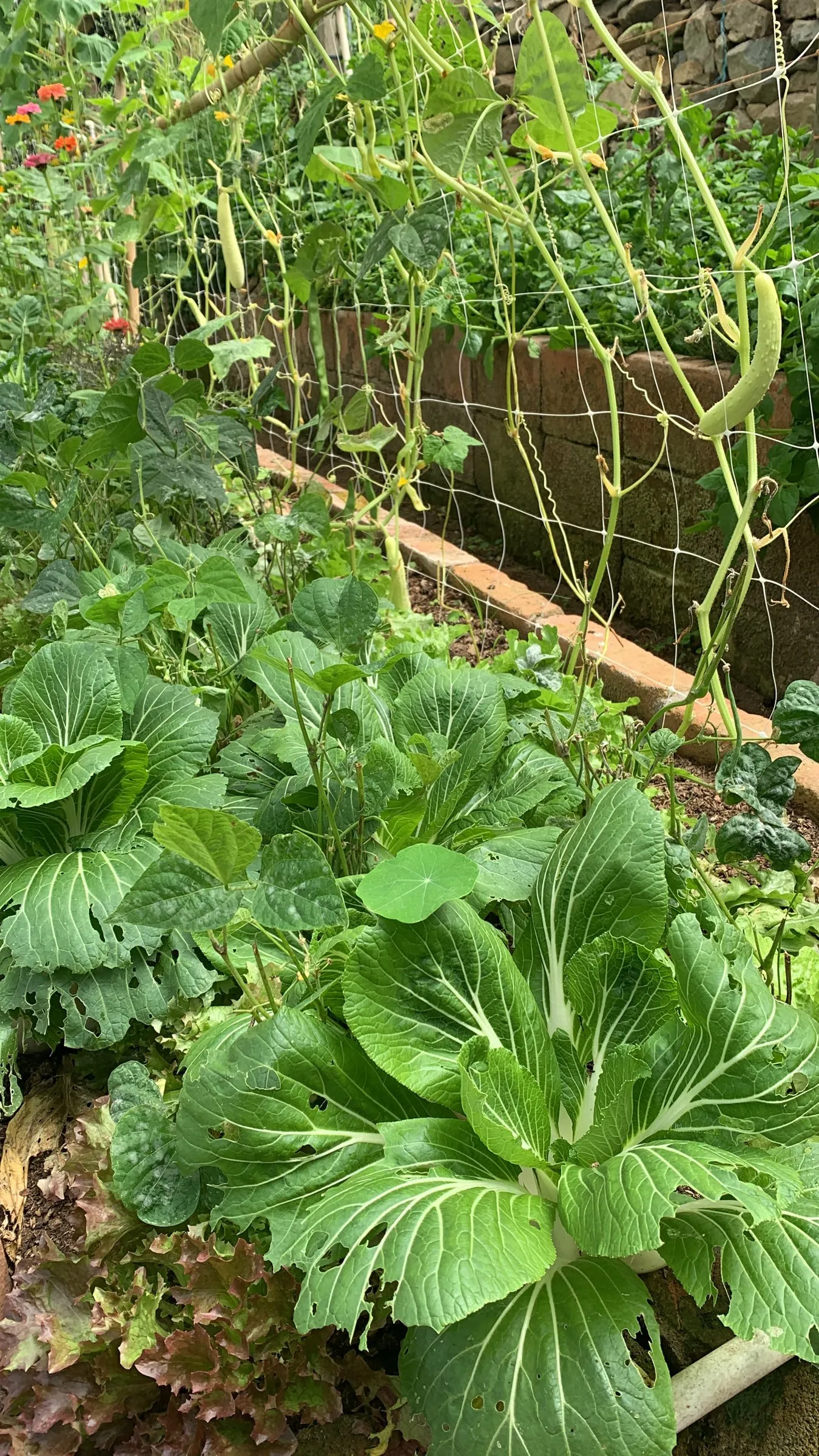 Pak choi at the foot of the climbing beans, with lettuces and nasturtiums