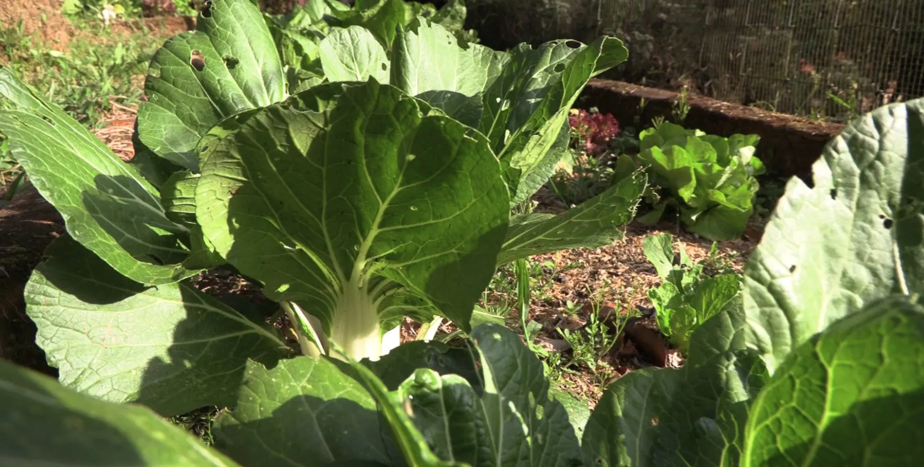 A pak choi in the sun in a mulched bed at Wild on the Farm