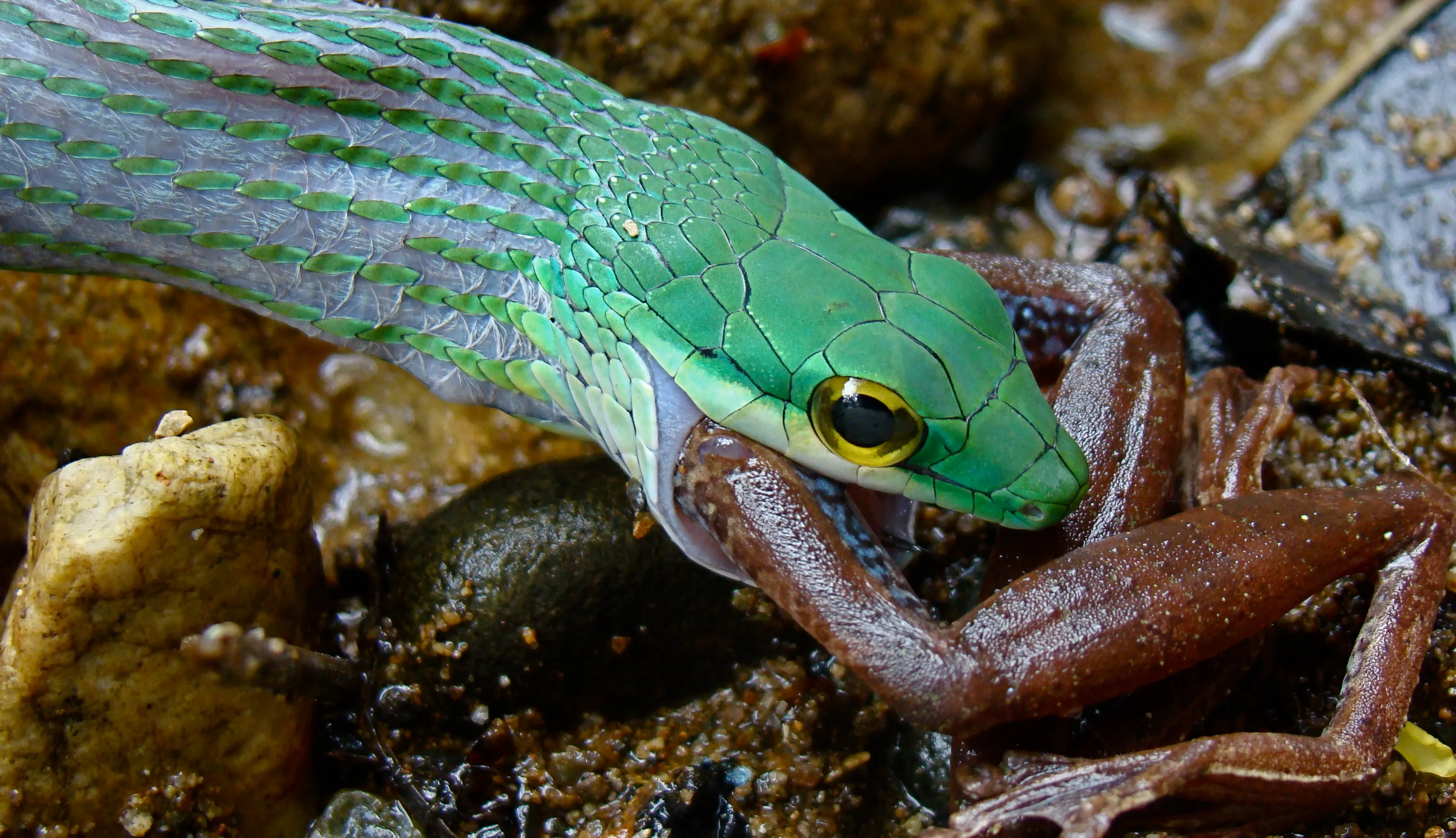 A green snake gripping a frog in dense undergrowth