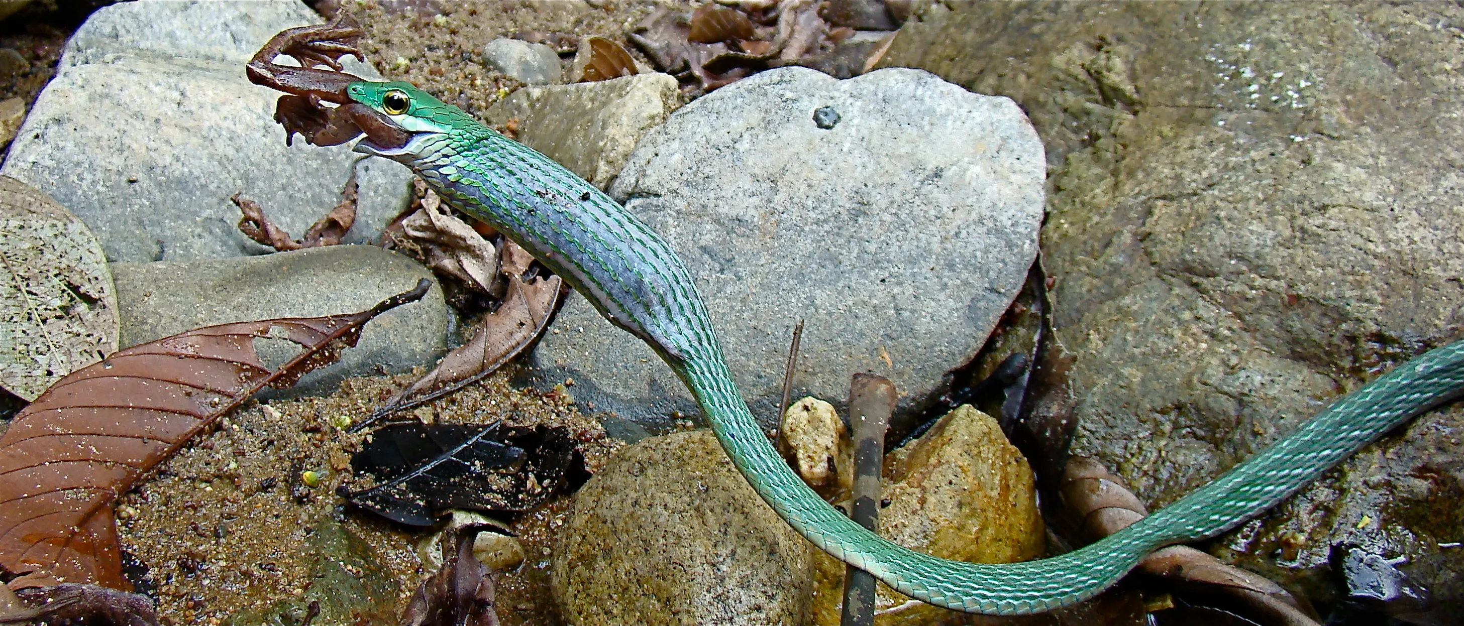 A green snake with a frog held fast among river stones