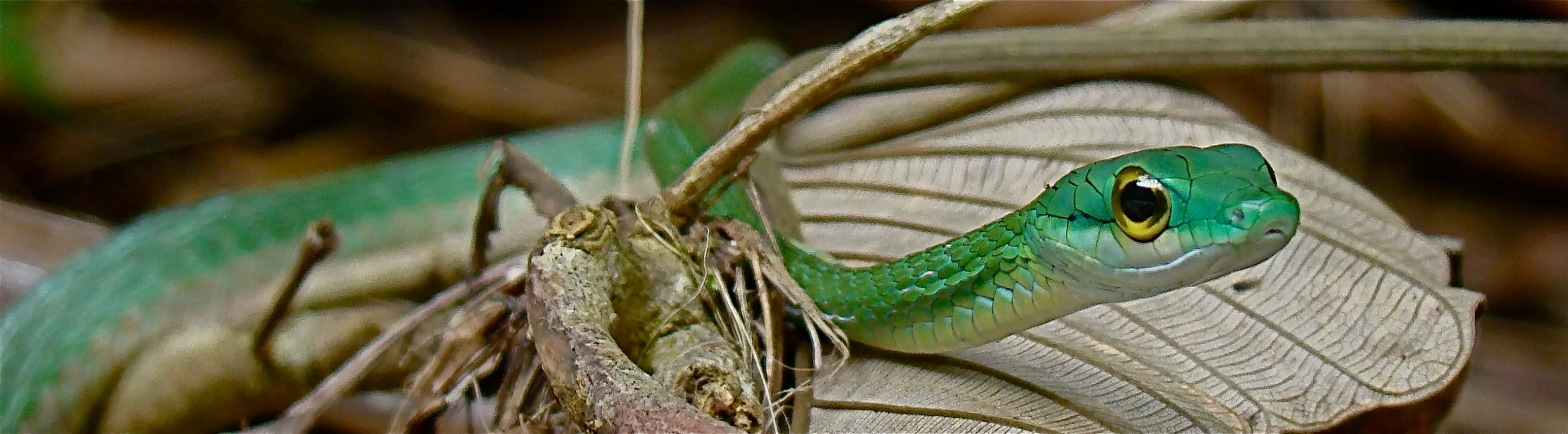 Close-up of a green snake mid-strike on a frog