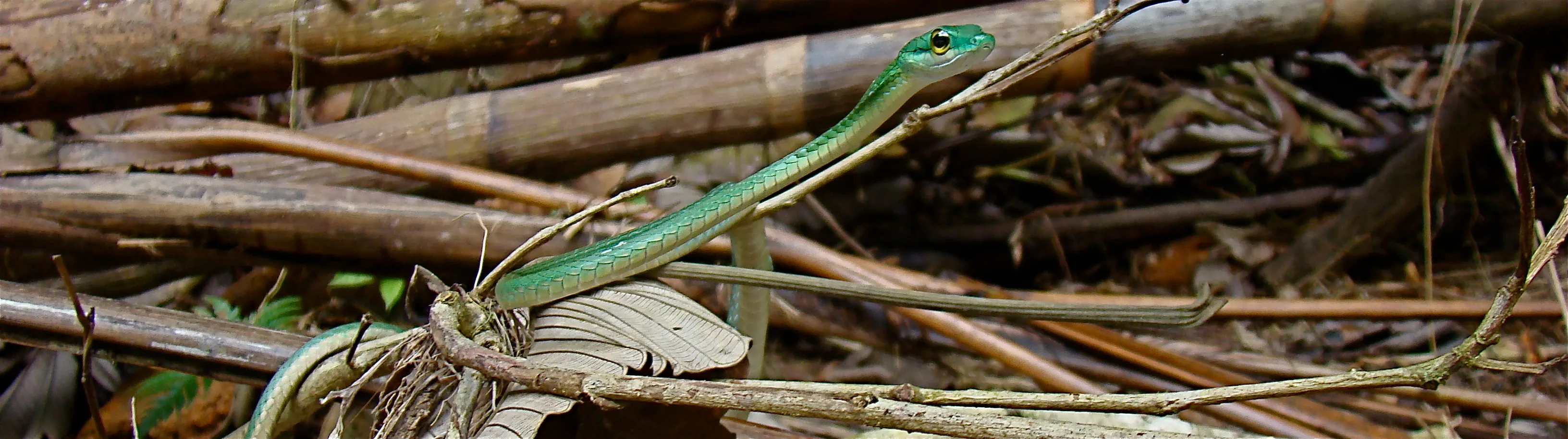 A green snake threading through dry bamboo and forest litter