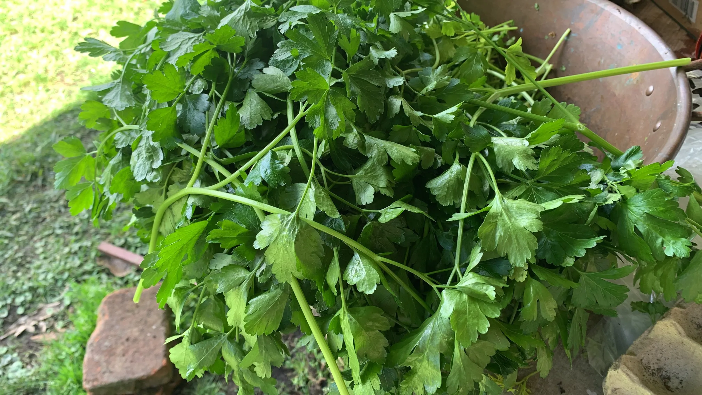 An armful of freshly harvested flat-leaf parsley at Wild on the Farm
