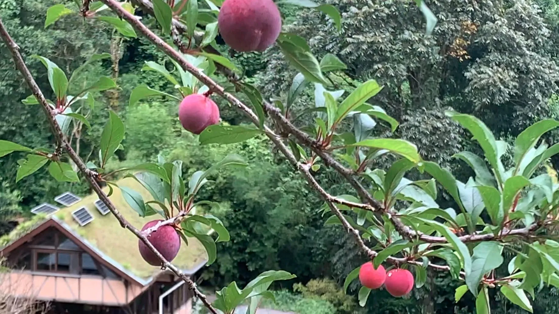 Red plums on the branch, above a green-roofed lodge, at Wild on the Farm