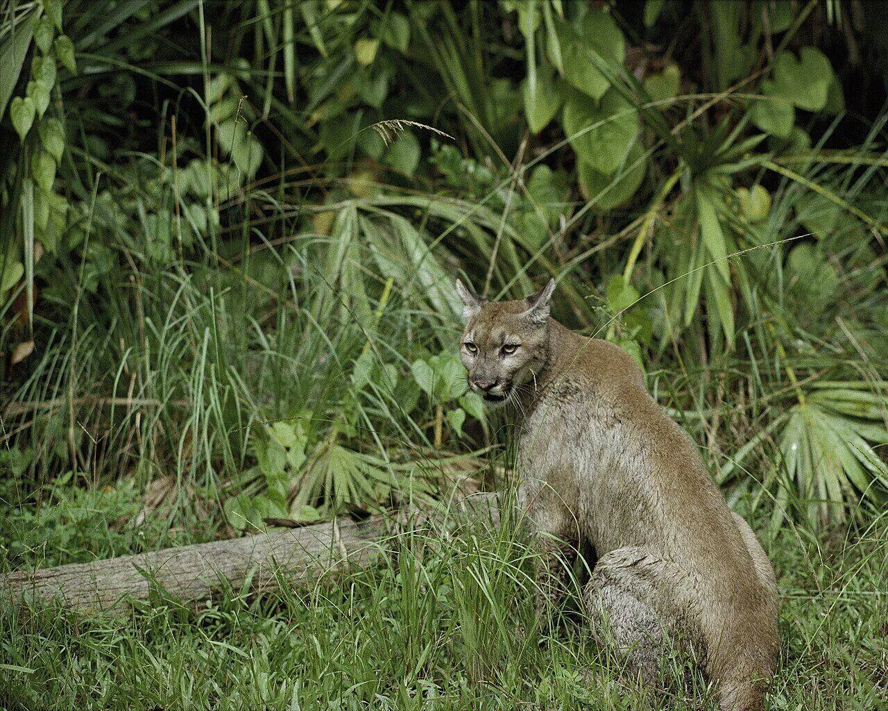 A puma in the Talamanca highlands