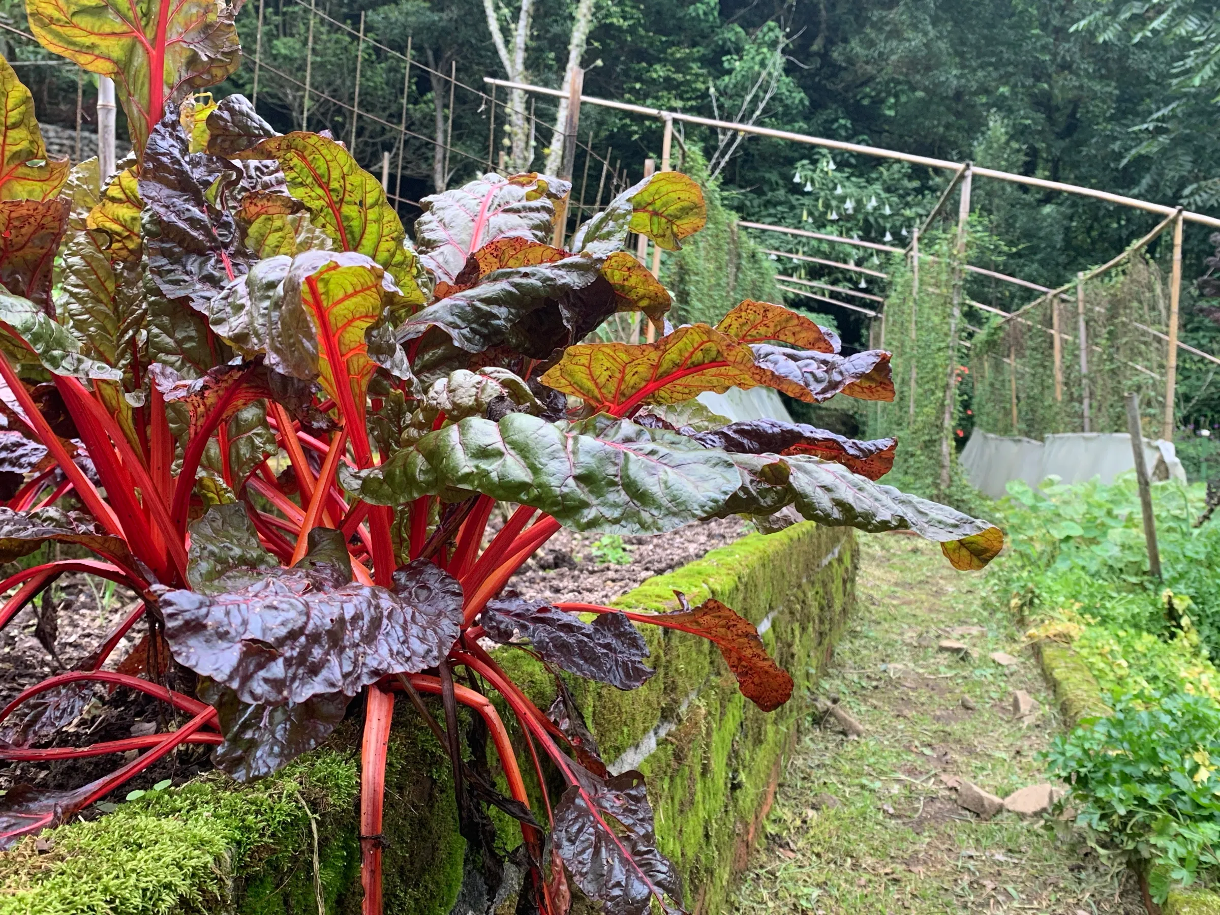 Red-stemmed Swiss chard in a terraced bed at Wild on the Farm