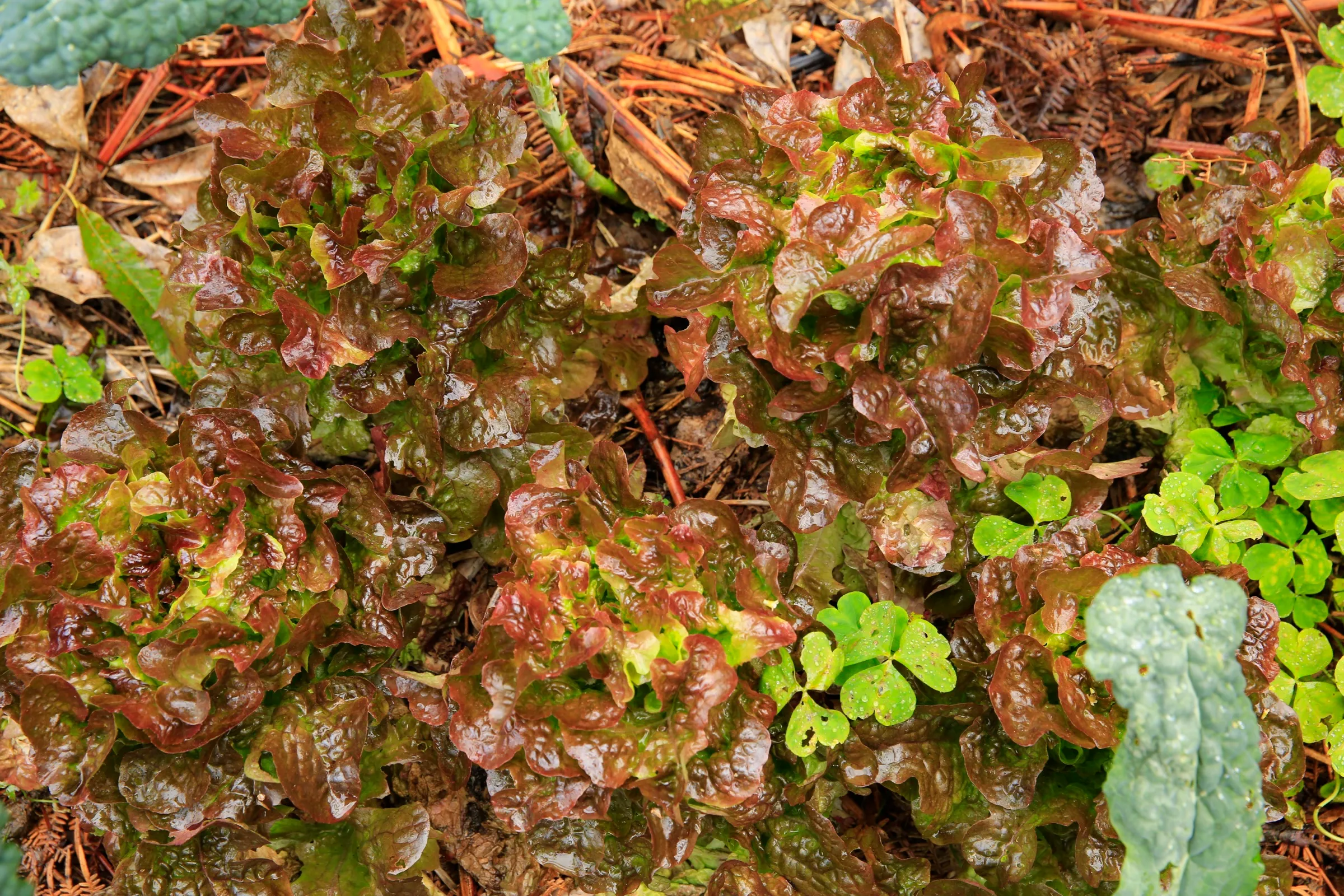 A bed of red-leaf lettuce at Wild on the Farm