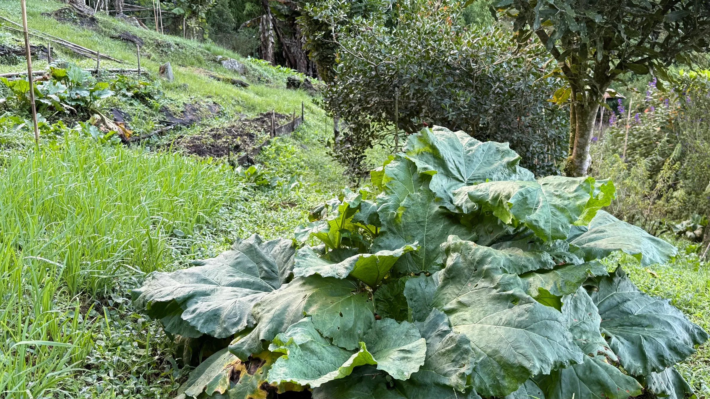 A large rhubarb plant with broad leaves on a garden terrace at Wild on the Farm