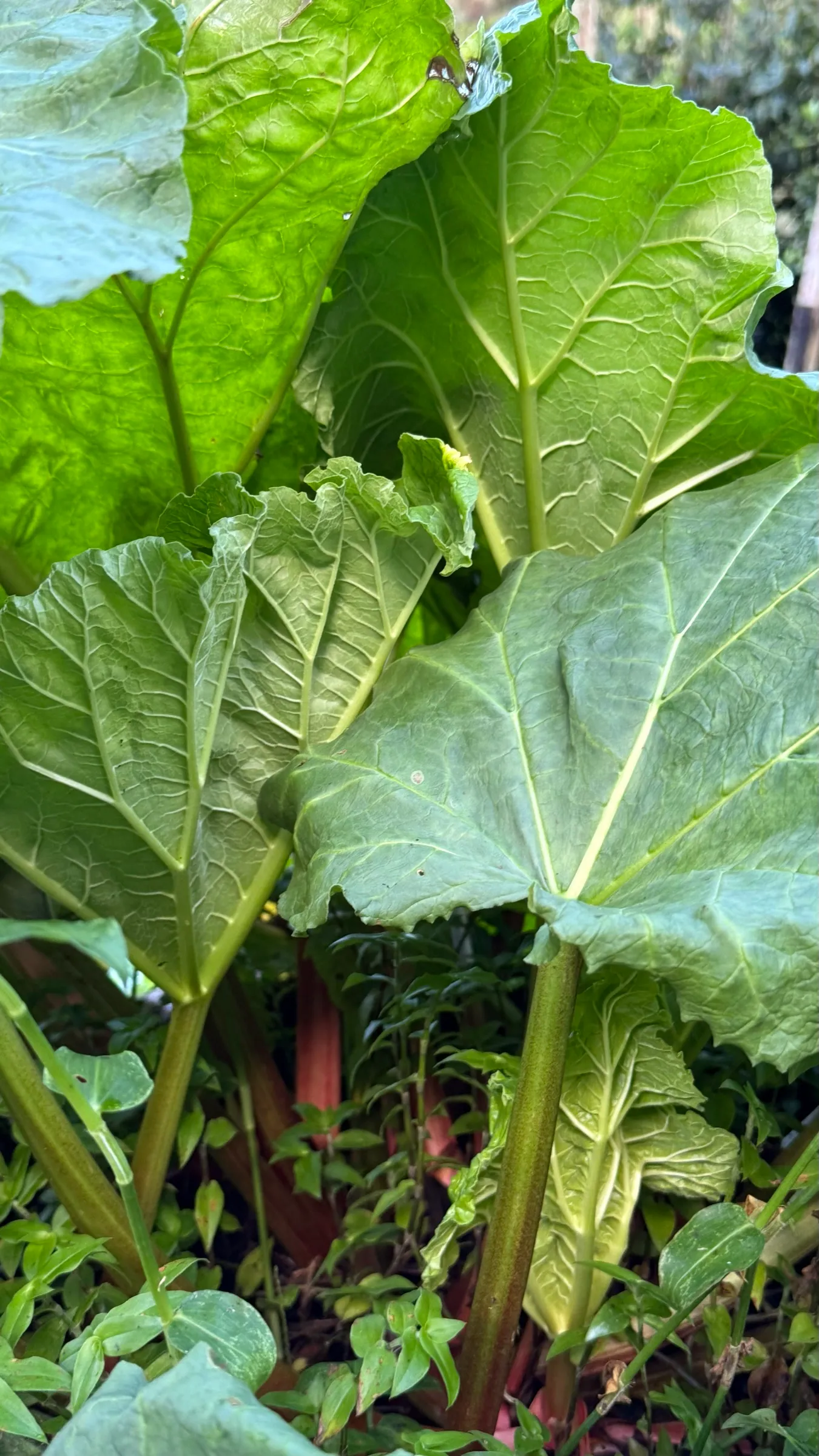 The pink stalks of rhubarb beneath its large leaves