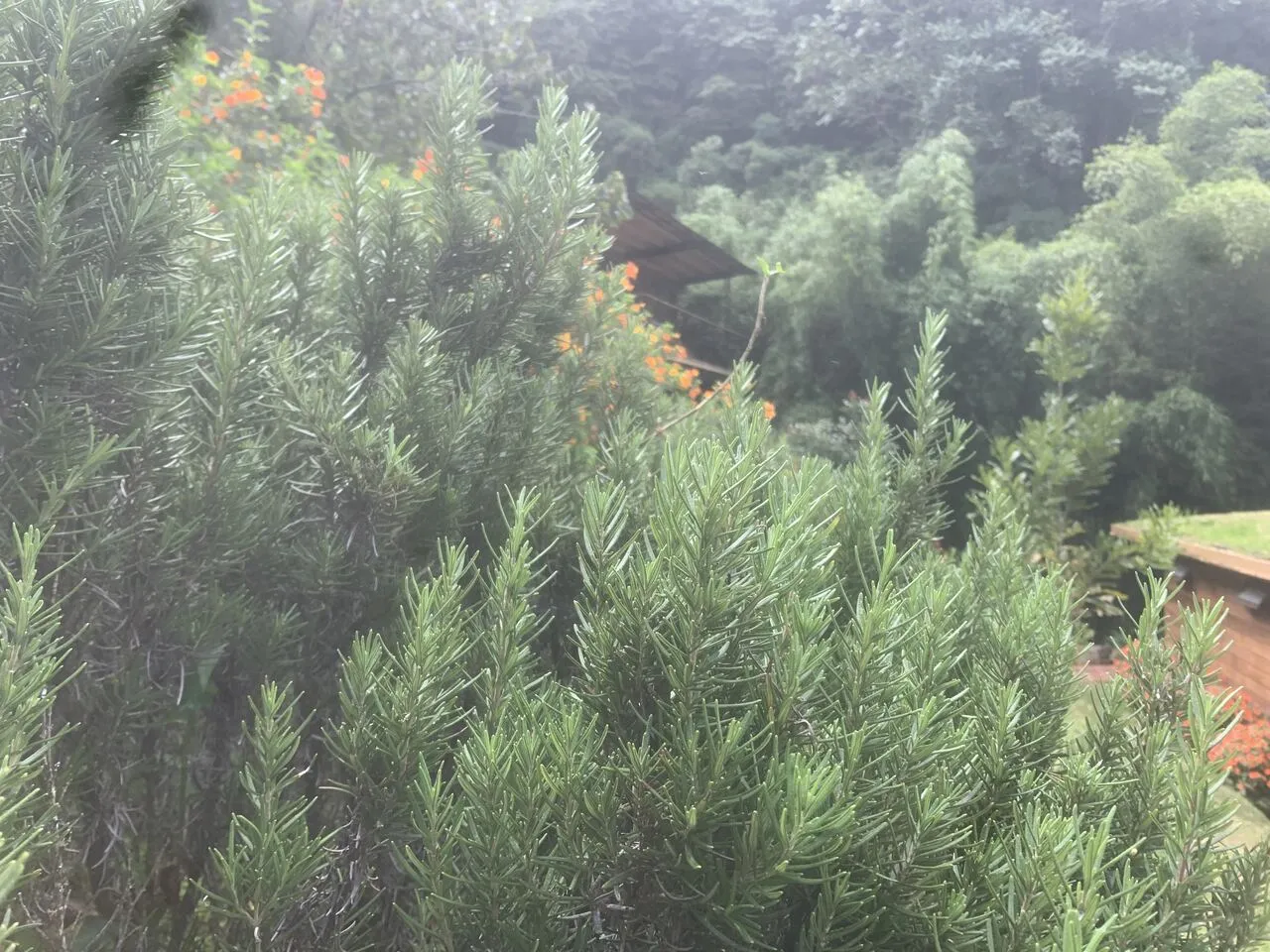 Rosemary growing in the herb bed at Wild on the Farm
