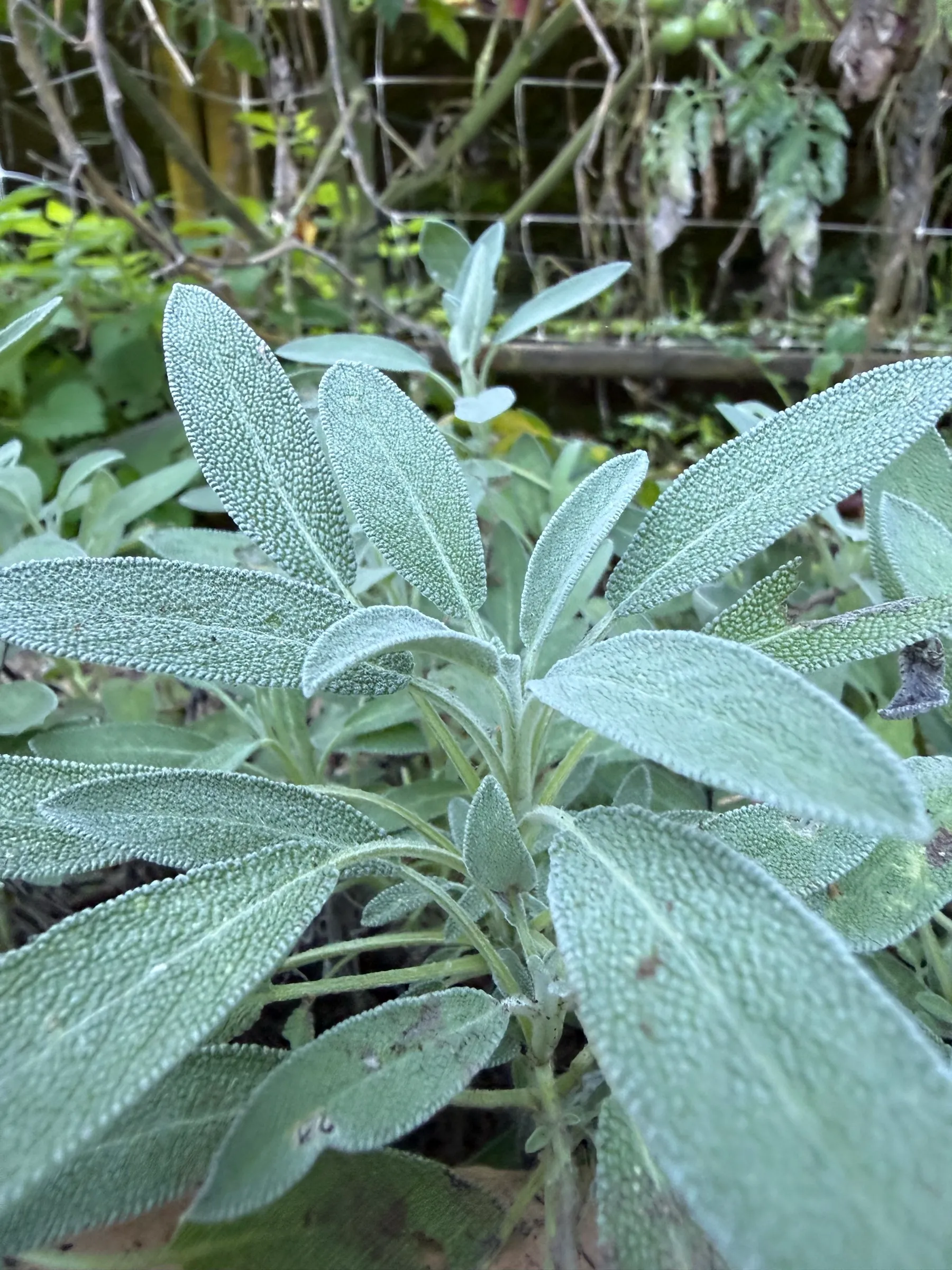 The velvety, silvery leaves of sage at Wild on the Farm