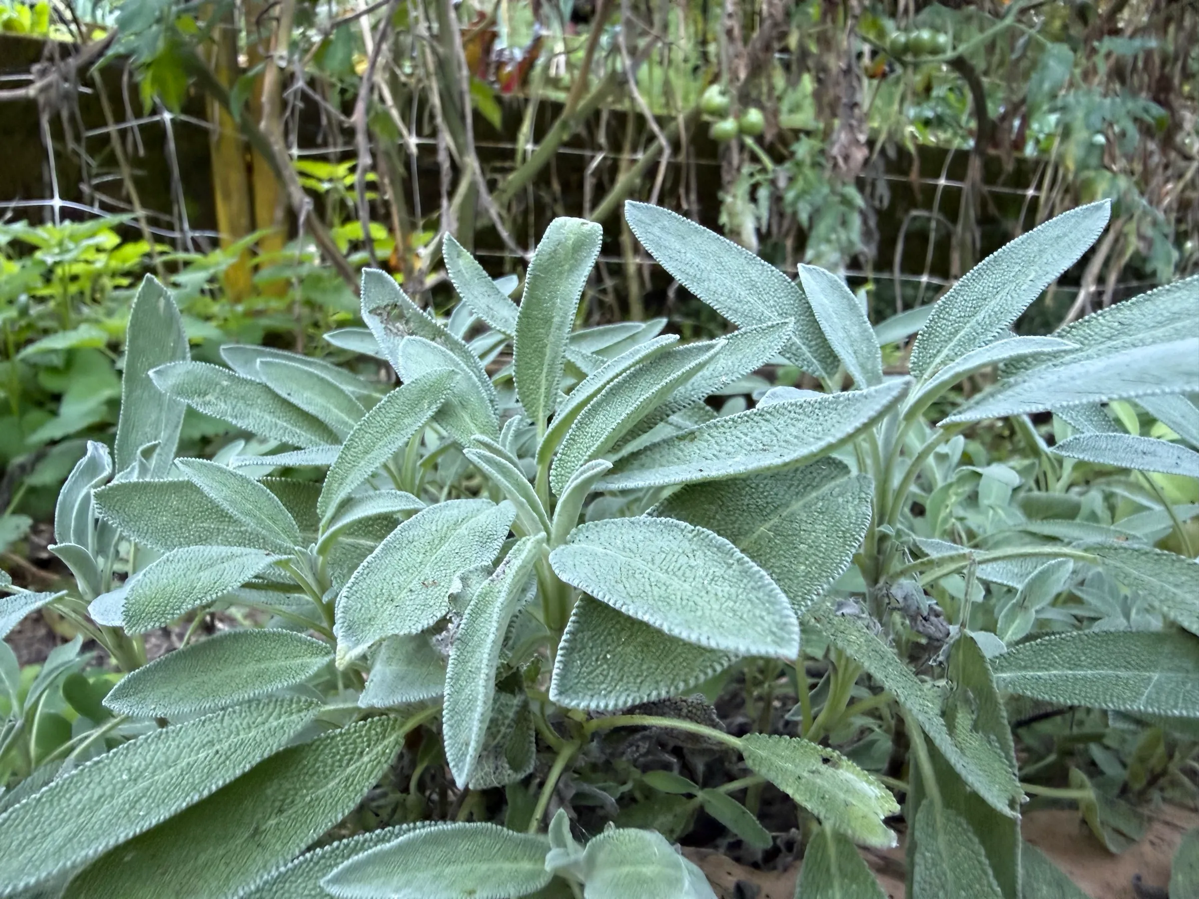 A common sage plant in the garden