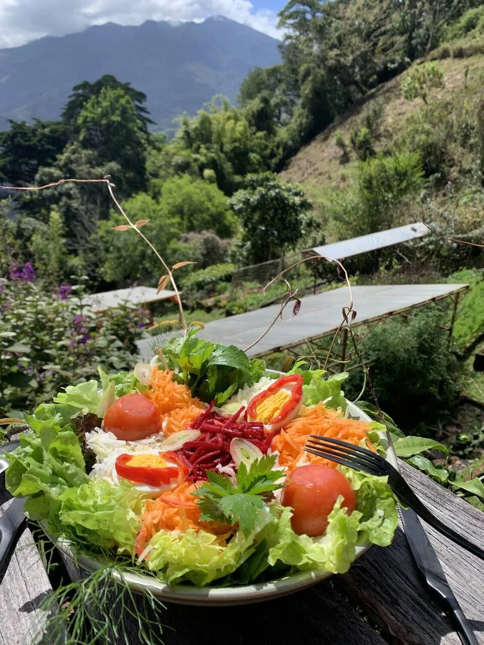 A fresh salad served with a view over the cloud forest
