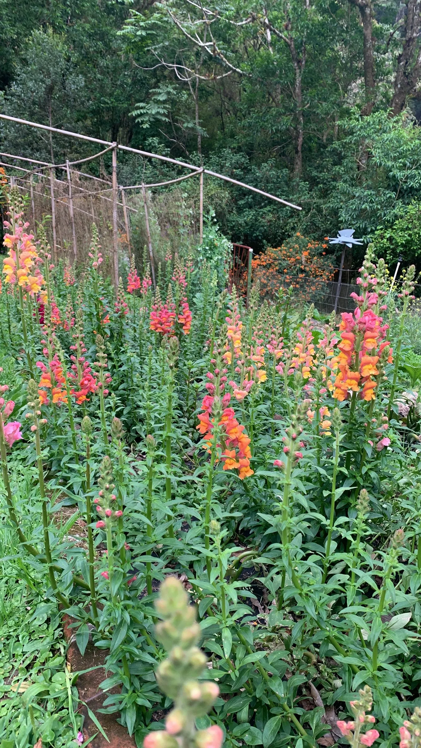 A bed of snapdragons in bloom at the forest’s edge